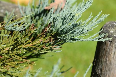 Sequoiadendron giganteum 'Glaucum' - sekvojovec obrovský - jehlice